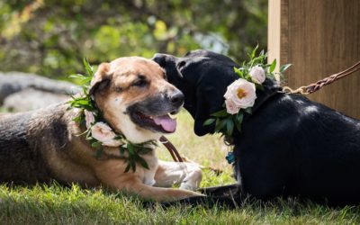 Should we include our dog in the wedding activities?