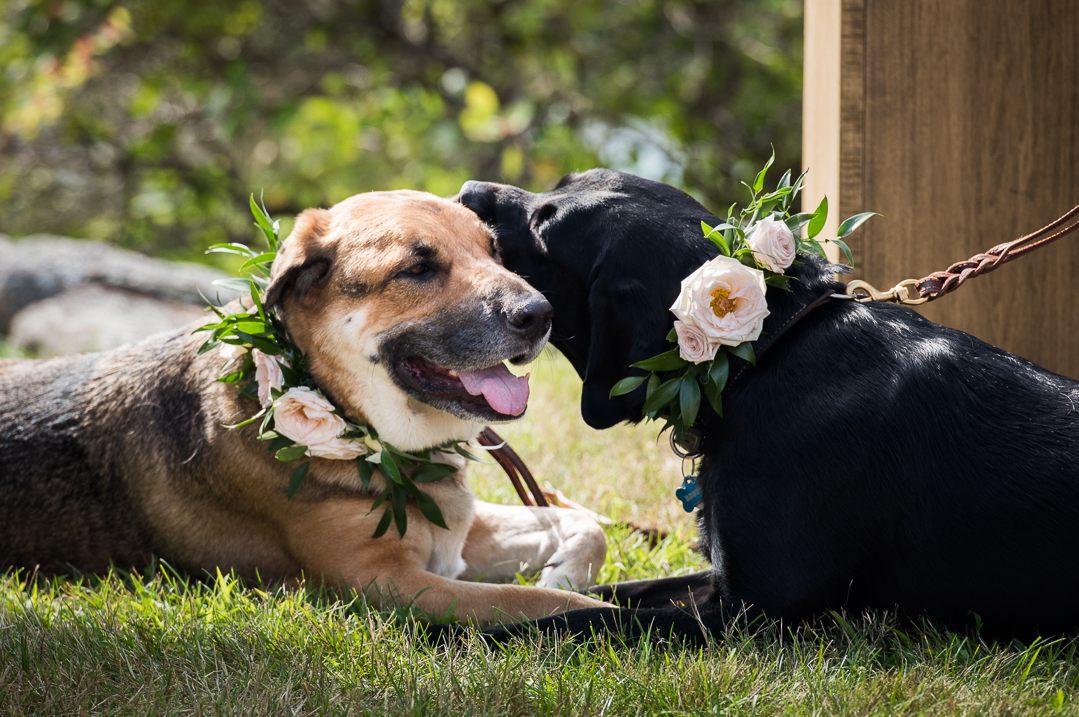 Dogs at a wedding